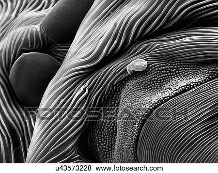Stock Photo - Mite eye, SEM. Fotosearch