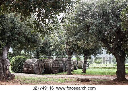 Olive grove near Marciana, Elba Island, Italy View Large Photo Image Stock Photograph - Olive grove near Marciana, Elba Island, Italy. Fotosearch