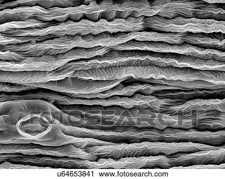 Stock Image - Orange gerbera petal, SEM. Fotosearch