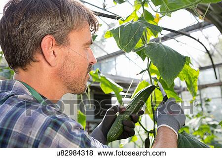Stock Photo - Organic farmer harvesting cucumbers in polytunnel. Fotosearch