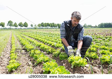 Organic farmer harvesting lettuce View Large Photo Image Stock Photo - Organic farmer harvesting lettuce. Fotosearch