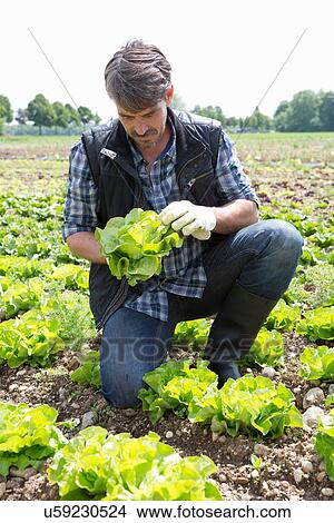 Organic farmer monitoring lettuce View Large Photo Image Picture - Organic farmer monitoring lettuce. Fotosearch