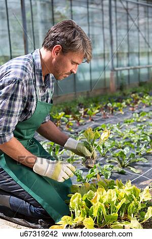 Stock Image - Organic farmer tending young plants in polytunnel. Fotosearch