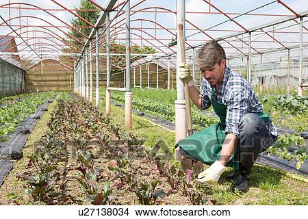 Organic farmer tending young plants View Large Photo Image Picture - Organic farmer tending young plants. Fotosearch