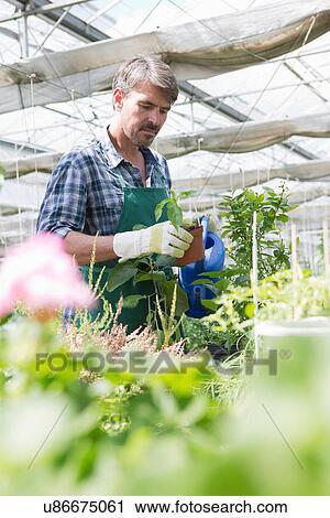 Organic farmer watering young plants in polytunnel View Large Photo Image Stock Image - Organic farmer watering young plants in polytunnel. Fotosearch