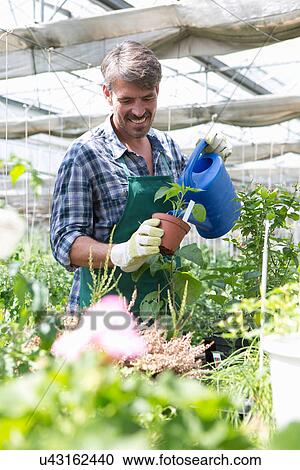 Organic farmer watering young plants View Large Photo Image Stock Image - Organic farmer watering young plants. Fotosearch