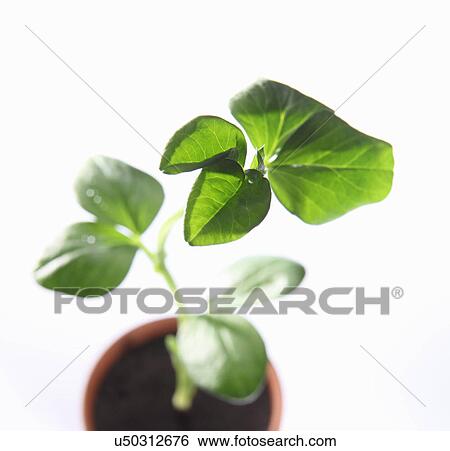 Overhead view of young broad bean plant in pot View Large Photo Image Stock Photograph - Overhead view of young broad bean plant in pot. Fotosearch