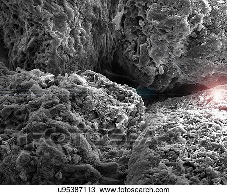 Pepper, SEM View Large Photo Image Stock Image - Pepper, SEM. Fotosearch