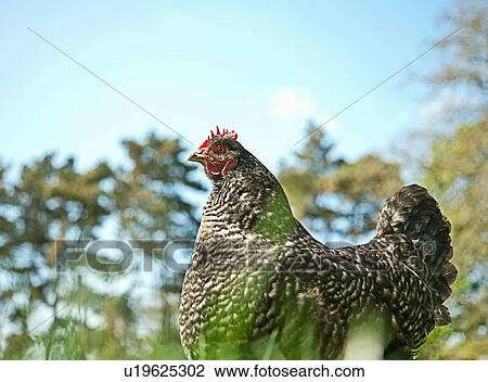 Stock Image - Portrait of free range speckled hen in sunlight. Fotosearch