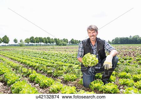 Portrait of organic farmer harvesting lettuce View Large Photo Image Picture - Portrait of organic farmer harvesting lettuce. Fotosearch