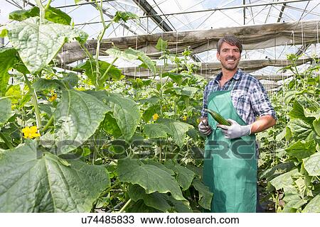 Portrait of organic farmer harvesting cucumbers in polytunnel View Large Photo Image Stock Image - Portrait of organic farmer harvesting cucumbers in polytunnel. Fotosearch