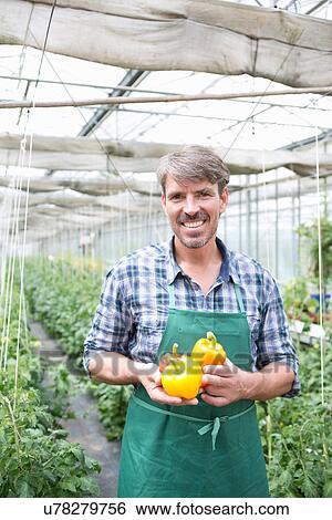 Portrait of organic farmer holding yellow peppers View Large Photo Image Stock Photograph - Portrait of organic farmer holding yellow peppers. Fotosearch