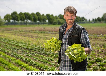 Portrait of organic farmer holding lettuce View Large Photo Image Stock Photography - Portrait of organic farmer holding lettuce. Fotosearch