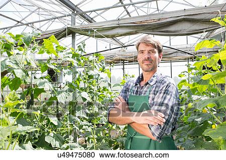 Stock Image - Portrait of organic farmer next to cucumber plants in polytunnel. Fotosearch