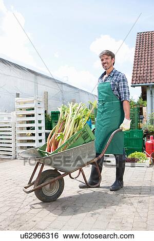 Portrait of organic farmer with wheelbarrow of rhubarb View Large Photo Image Stock Photograph - Portrait of organic farmer with wheelbarrow of rhubarb. Fotosearch