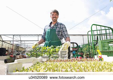 Stock Photo - Portrait of organic farmer with trays of seedlings. Fotosearch