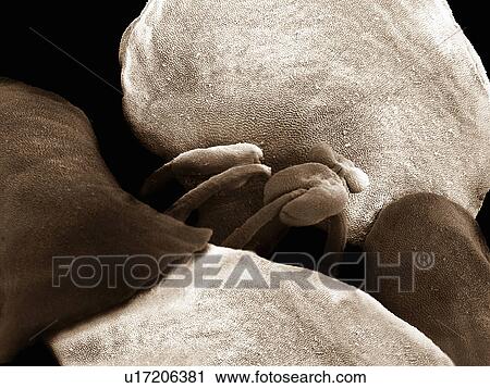 Stock Image - Sepia snow crystal, SEM. Fotosearch
