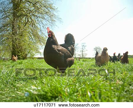 Small group of free range hens in field View Large Photo Image Stock Image - Small group of free range hens in field. Fotosearch