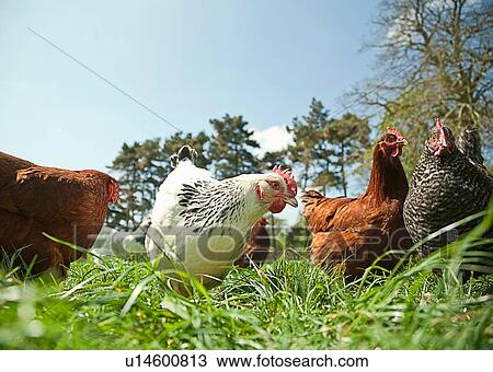 Small group of free range hens in grass View Large Photo Image Stock Image - Small group of free range hens in grass. Fotosearch