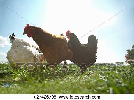 Small group of free range hens in sunlight View Large Photo Image Stock Photo - Small group of free range hens in sunlight. Fotosearch