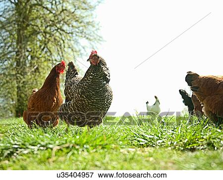 Stock Photo - Small group of free range hens. Fotosearch