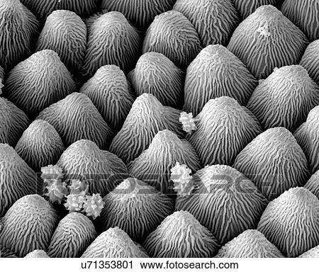 Snow Crystal Petal View Large Photo Image Stock Image - Snow Crystal Petal. Fotosearch