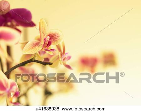 Stem of orchids View Large Photo Image Stock Photo - Stem of orchids. Fotosearch