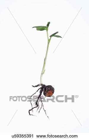 Stock Image - Studio shot of young broad bean plant and roots. Fotosearch
