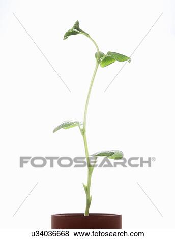 Studio shot of young broad bean plant in pot View Large Photo Image Stock Photo - Studio shot of young broad bean plant in pot. Fotosearch