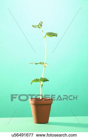 Stock Photo - Studio shot of young broad bean plant in terracotta pot. Fotosearch