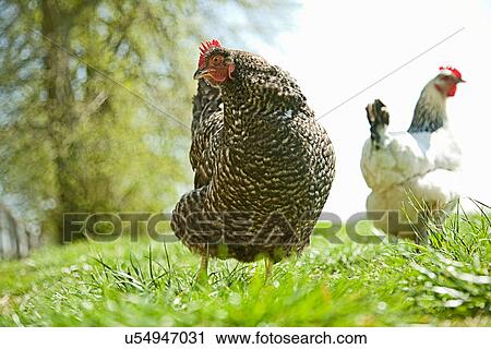 Two free range hens in field View Large Photo Image Stock Image - Two free range hens in field. Fotosearch