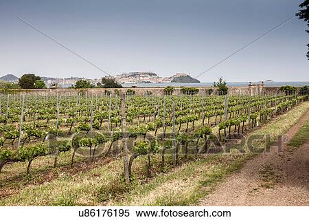 Vineyard near Marciana, Elba Island, Italy View Large Photo Image Stock Photography - Vineyard near Marciana, Elba Island, Italy. Fotosearch