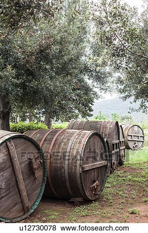 Wooden barrels and olive trees near Marciana, Elba Island, Italy View Large Photo Image Stock Photo - Wooden barrels and olive trees near Marciana, Elba Island, Italy. Fotosearch