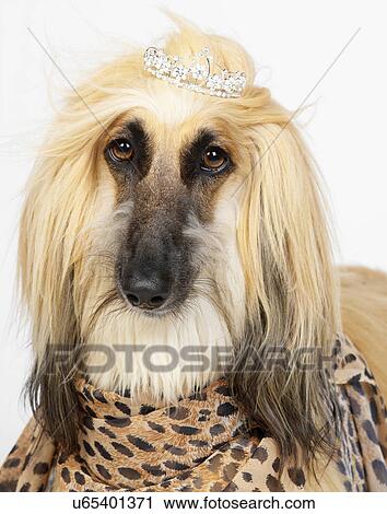 Stock Image - Afghan Hound wearing diamond tiara. Fotosearch
