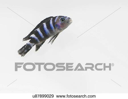 African Cichlid View Large Photo Image Stock Photo - African Cichlid. Fotosearch