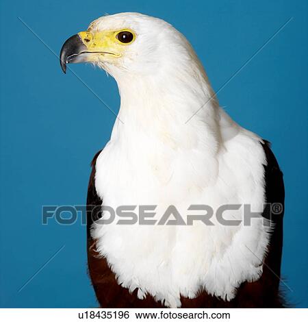 African Fish Eagle View Large Photo Image Stock Photograph - African Fish Eagle. Fotosearch