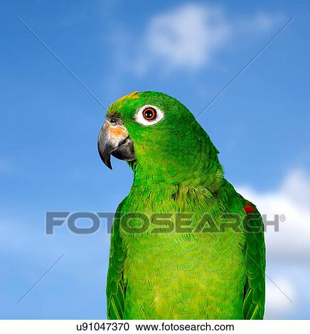 Stock Image - Amazon Parrot. Fotosearch