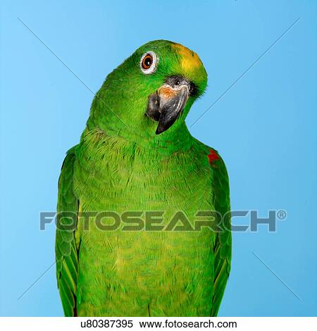 Stock Photography - Amazon Parrot. Fotosearch