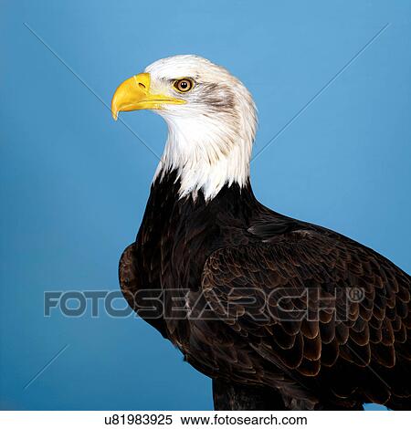 American Bald Eagle View Large Photo Image Stock Photography - American Bald Eagle. Fotosearch
