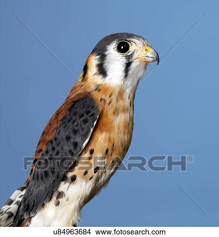 Picture - American Kestrel. Fotosearch