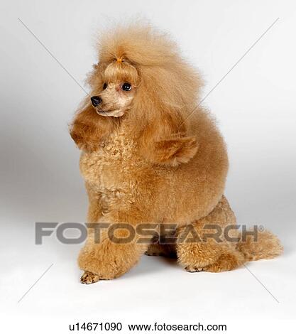 Stock Photography Of Apricot Toy Poodle U14671090 Search Apricot Toy Poodle