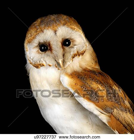 Stock Photo - Baby Barn Owl. Fotosearch