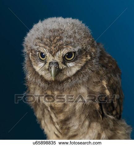 Stock Photography - Baby Owl. Fotosearch