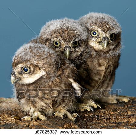 Baby Owls View Large Photo Image Stock Photo - Baby Owls. Fotosearch