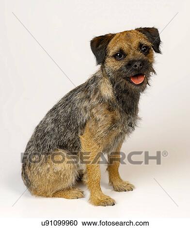 Stock Image - Bearded Terrier. Fotosearch