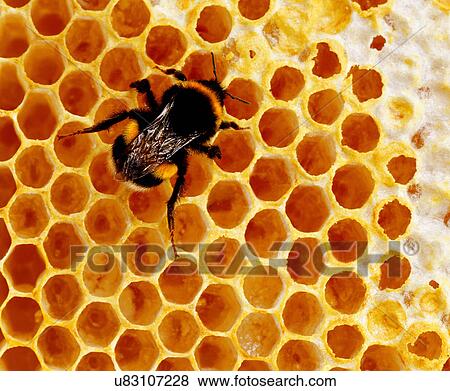 Bee on honey comb View Large Photo Image Stock Photo - Bee on honey comb. Fotosearch