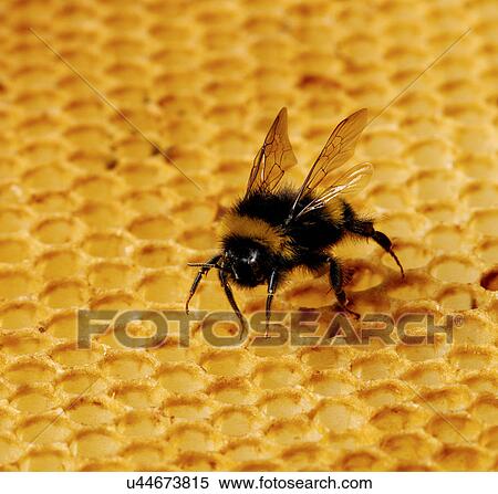 Bee on honey comb View Large Photo Image Stock Photography - Bee on honey comb. Fotosearch