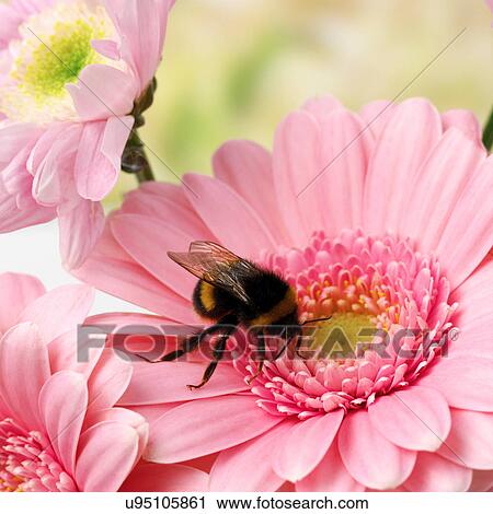 Bee on pink Gerbera View Large Photo Image Stock Image - Bee on pink Gerbera. Fotosearch