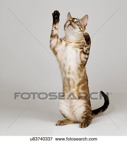 Bengal Blue Eyed Snow on hind legs View Large Photo Image Stock Photo - Bengal Blue Eyed Snow on hind legs. Fotosearch