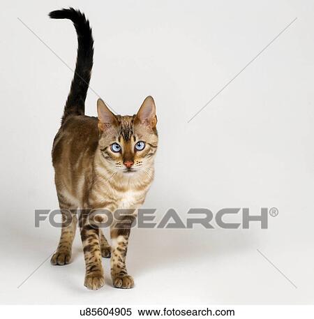 Stock Photography - Bengal Blue Eyed Snow. Fotosearch